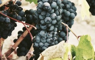 WINE TOUR AND LUNCH – FRIDAY 11 MAY 2018